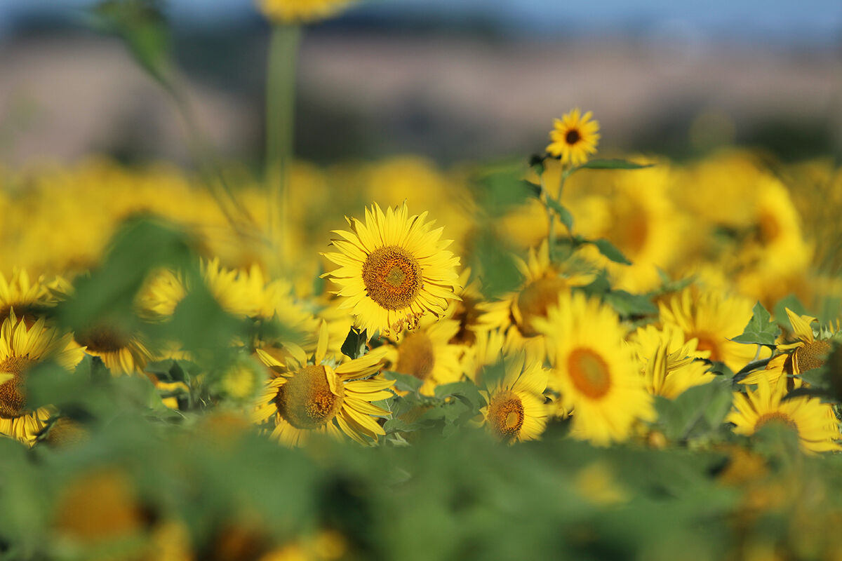 PHOTOS- Sunflowers north of Montrose 20200730879.JPG